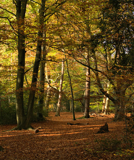 Burnham Beeches