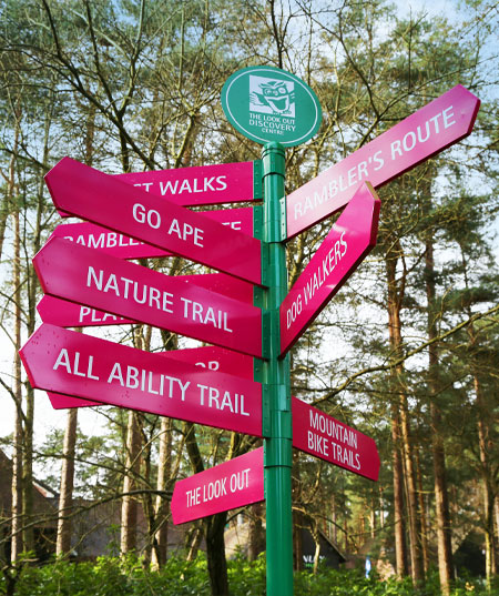 Swinley Forest in Crowthorne